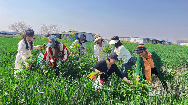 踏青挖野菜